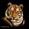 tigra 53
