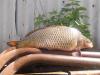 DSCF29661.jpg